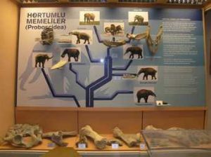 muze-oren-yeri-tabela